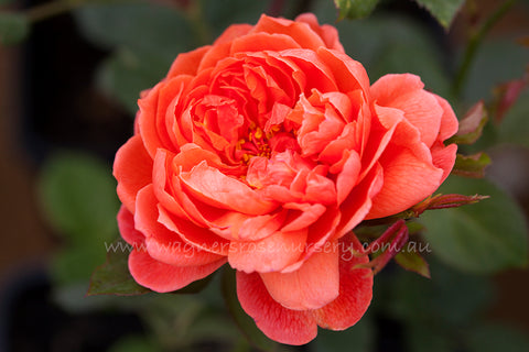 Summer Song (Austango) - Potted 90cm Standard Rose
