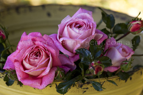 Summer Sun - Potted Rose