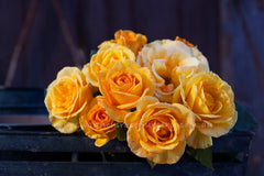 Sundance - Potted Rose