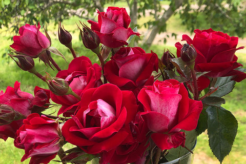 Take It Easy ™ - Potted Rose