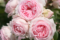 Tallulah - Potted Rose