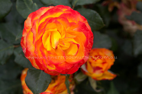 Tequila Sunrise - Potted Rose