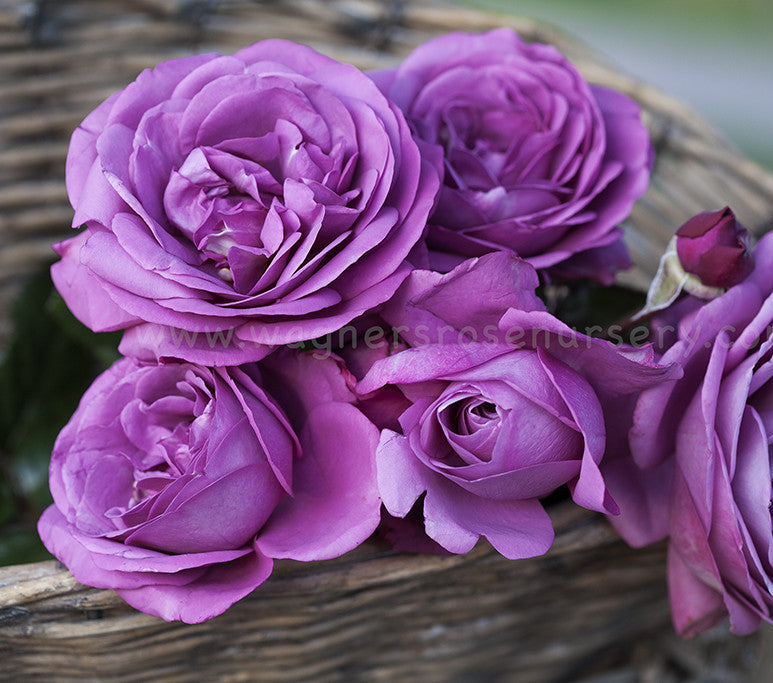 Thank You - Potted Rose