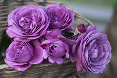 Thank You - Potted Rose