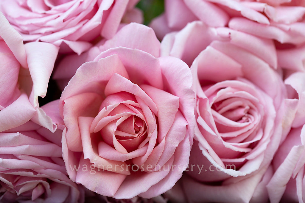 The Children's Rose™ - Potted 90cm Standard Rose