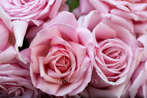 Wagner's Roses Roses A-Z (bare rooted) | Wagner's Rose Nursery