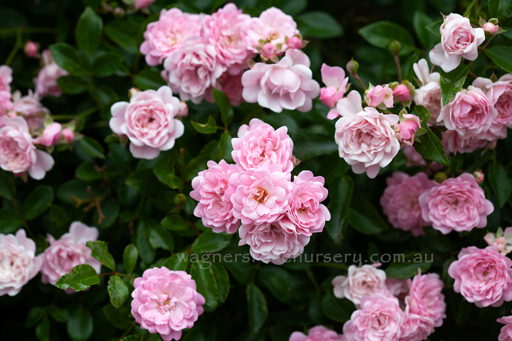 The Fairy | Wagner's Rose Nursery