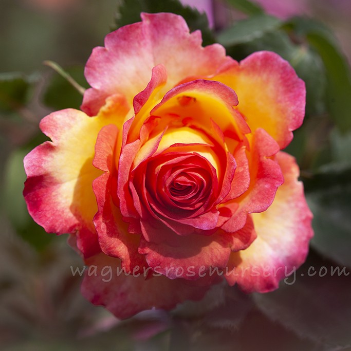 The Jubilee Rose™