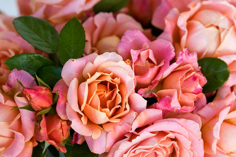 Wagner's Roses Greeting Cards | Wagner's Rose Nursery
