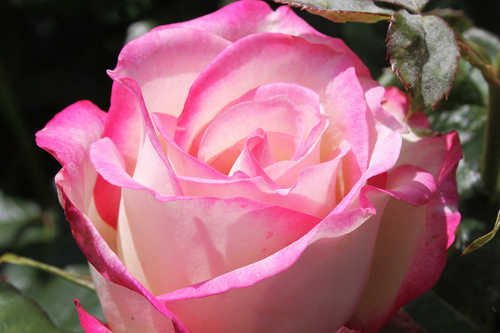 The Sisters Rose