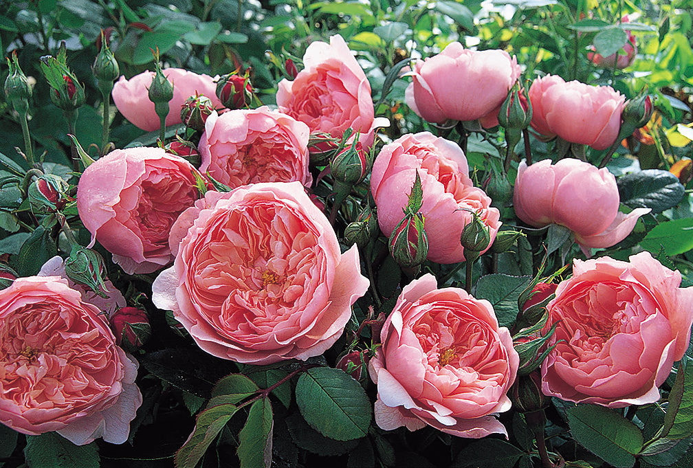 The Alnwick Rose (Ausgrab) - Potted Rose