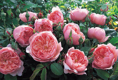 The Alnwick Rose® (Ausgrab) - Potted Rose