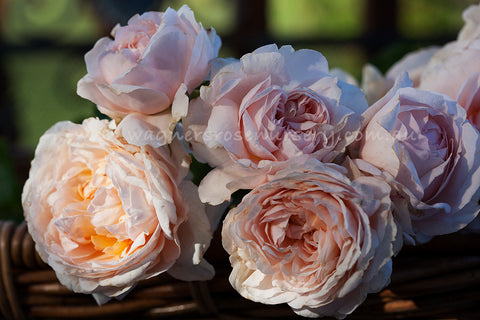 The Lady Gardener® (Ausbrass) - Potted Rose