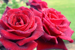 The Mandalay Rose - Potted Rose