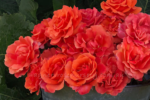 The New Look Rose - Potted Rose