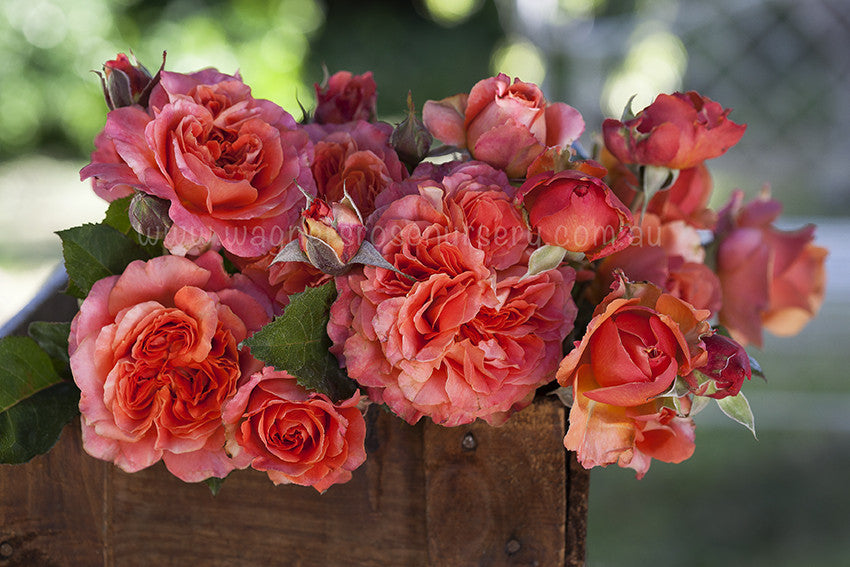 Tuscan Sun - Potted Rose