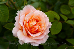 Twilight Glow Clg - Potted Rose