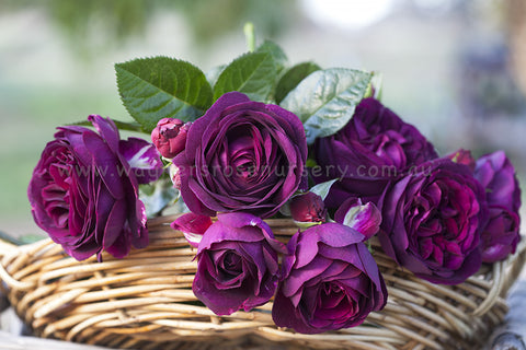 90cm Roses Standard - 90cm/3ft roses (bare rooted) | Wagner's Rose Nursery