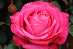 Unconventional Lady - Potted Rose