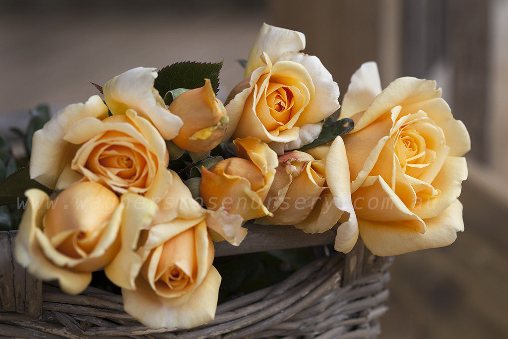 Valencia - Potted Rose