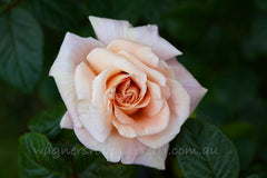 Vanguard - Potted Rose