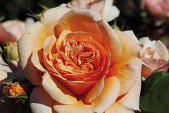Versigny - Potted Rose