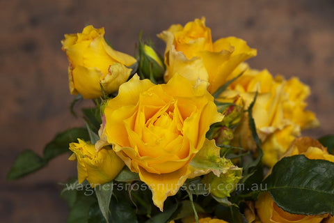 Victoria Gold - Potted Rose
