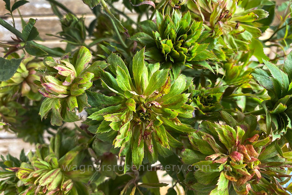 Viridiflora