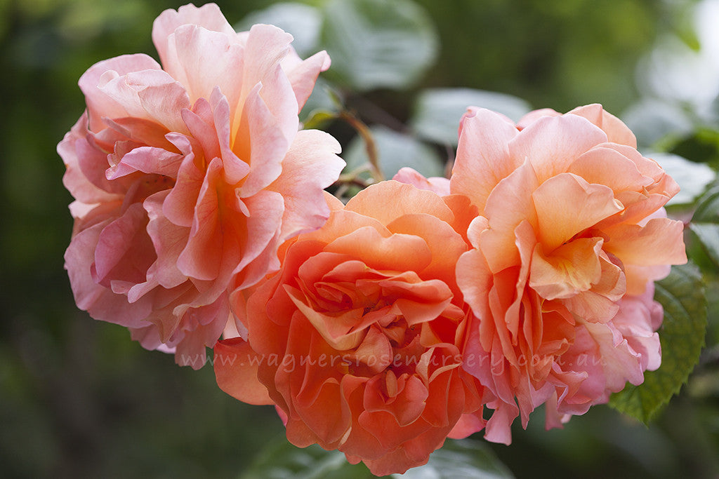 Westerland Clg - Potted Rose