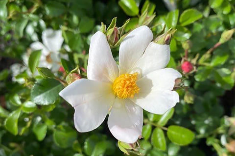White Drift - Potted Rose