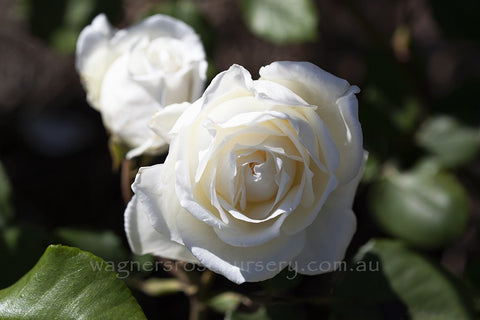 White Ensign - Potted Rose