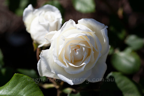 White (bare rooted) | Wagner's Rose Nursery
