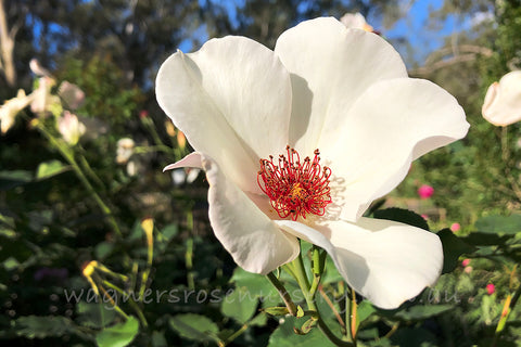 White Wind Roses White Wings | Wagner's Rose Nursery