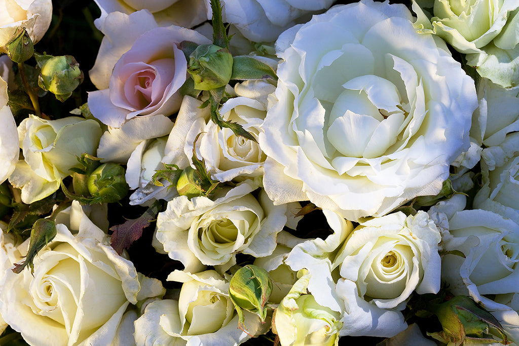 White Bouquet