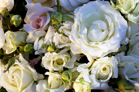 Wagner's Roses Wagner's Rose Nursery | One of the largest and longest running rose ...