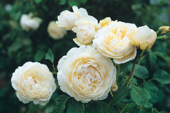 Windermere® (Aushomer) - Potted Rose