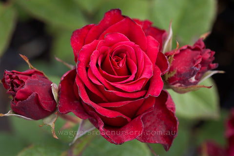 With All My Heart - Potted Rose