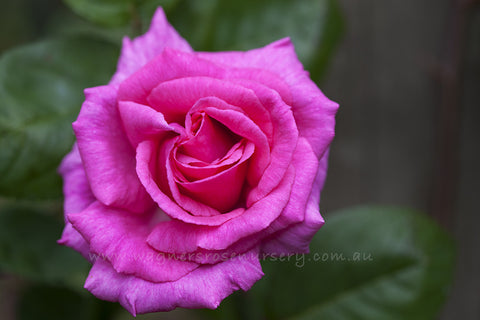 Zephirine Drouhin Clg - Potted Rose
