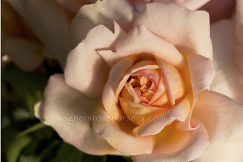 Belle du Seigneur - Potted Rose