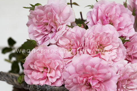Bonica - Potted Rose