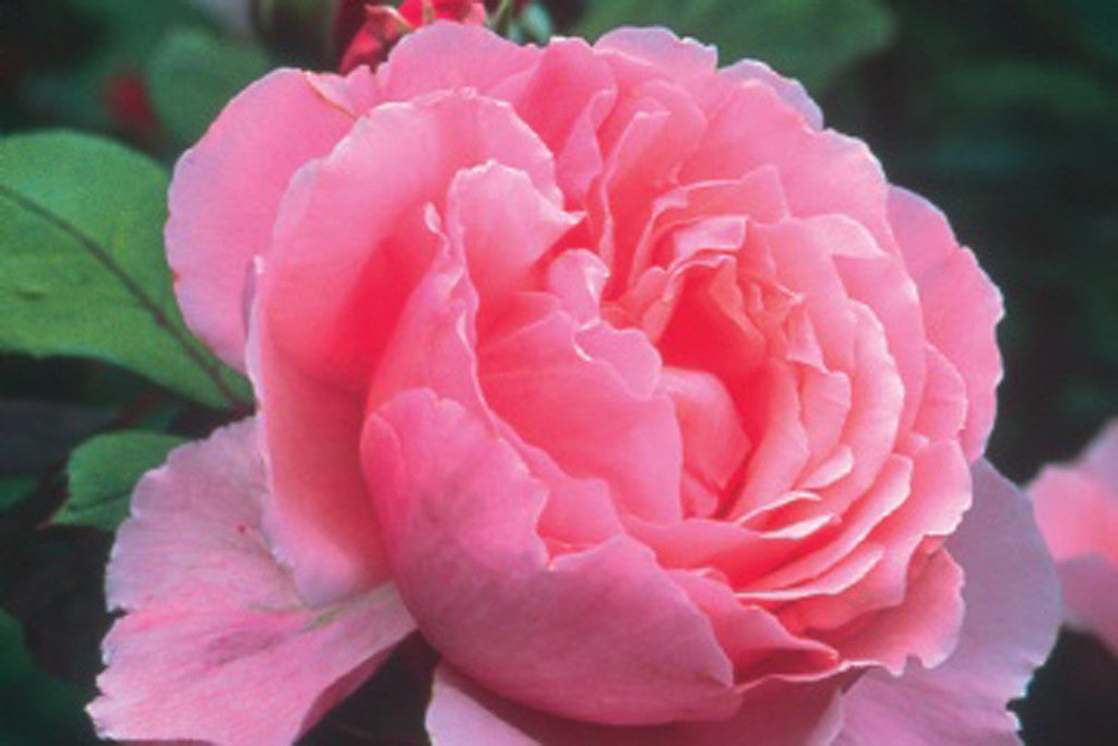 brother-cadfael
