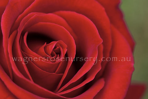 Veteran's Honour - Potted Rose
