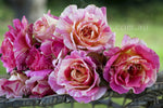Claude Monet™ - Potted 90cm Standard Rose