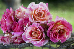 Claude Monet™ - Potted Rose