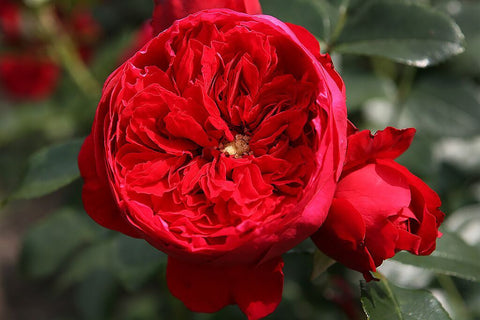 Florentina Clg - Potted Rose