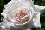 Coeur de Neige™ - 60cm/2ft standard