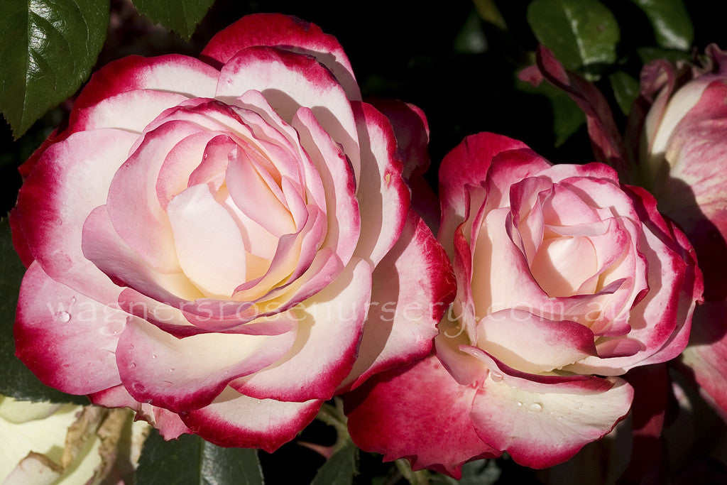fire and ice rose seeds Fire + Ice™