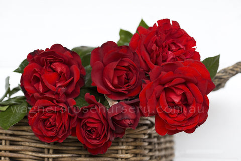 Gallipoli Centenary Rose - 90cm/3ft standard