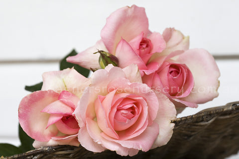 Grand Siecle™ - Potted Rose