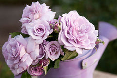 Gra's Blue - Potted Rose